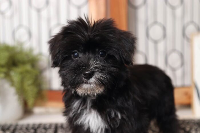 Balto - Great Little Male Morkie - Image 2