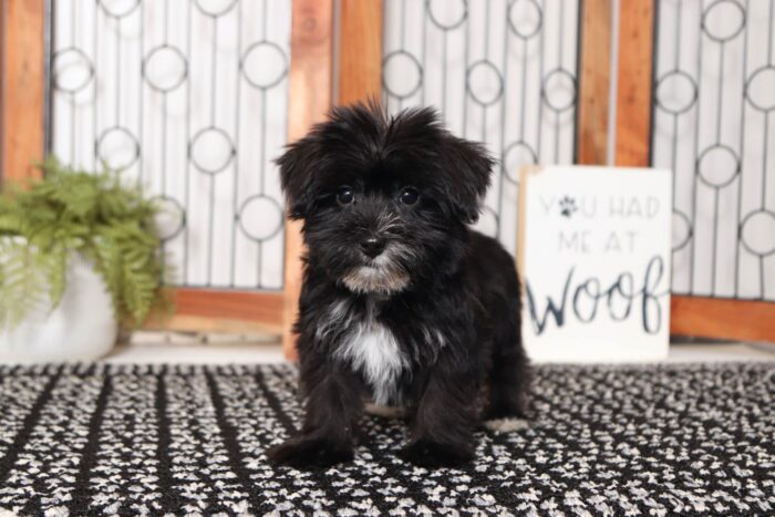 Balto - Great Little Male Morkie - Image 3