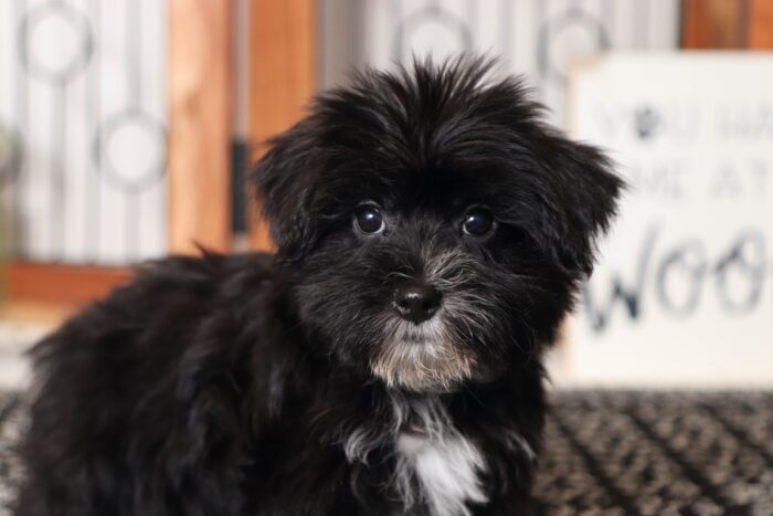 Balto - Great Little Male Morkie - Image 4