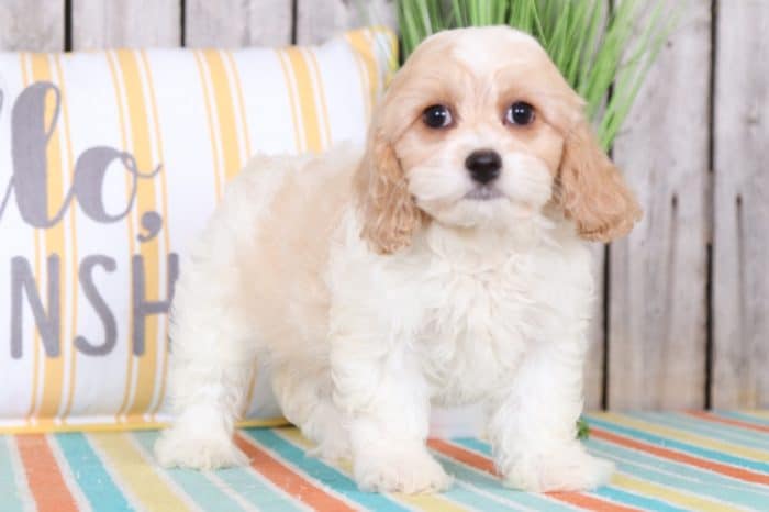 Bambi - Beautiful Cavachon