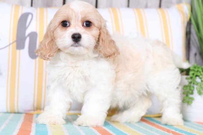 Bambi - Beautiful Cavachon - Image 2