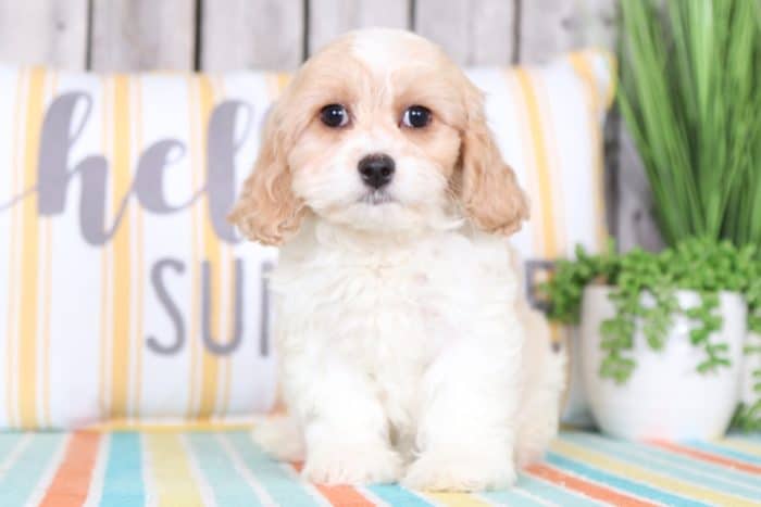 Bambi - Beautiful Cavachon - Image 3
