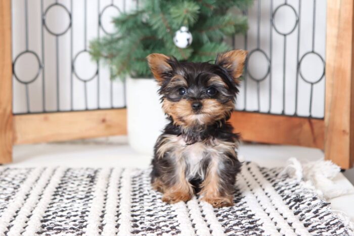 Banks - Snuggly Little Teacup Male CKC Yorkie
