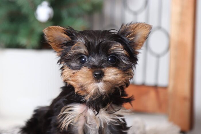 Banks - Snuggly Little Teacup Male CKC Yorkie - Image 2
