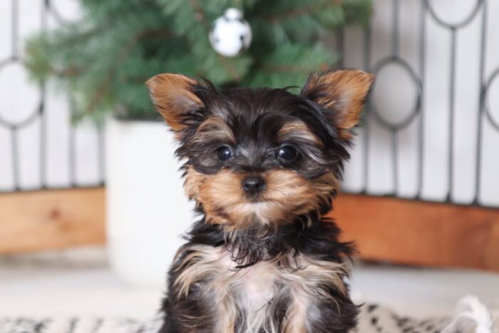 Banks - Snuggly Little Teacup Male CKC Yorkie - Image 3