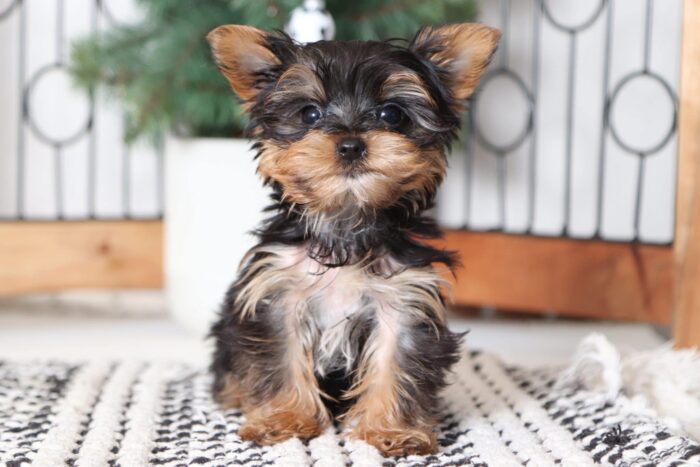 Banks - Snuggly Little Teacup Male CKC Yorkie - Image 4