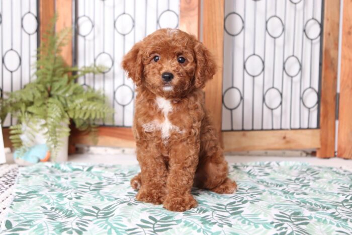 baxter3-4-scaled-1.jpg
