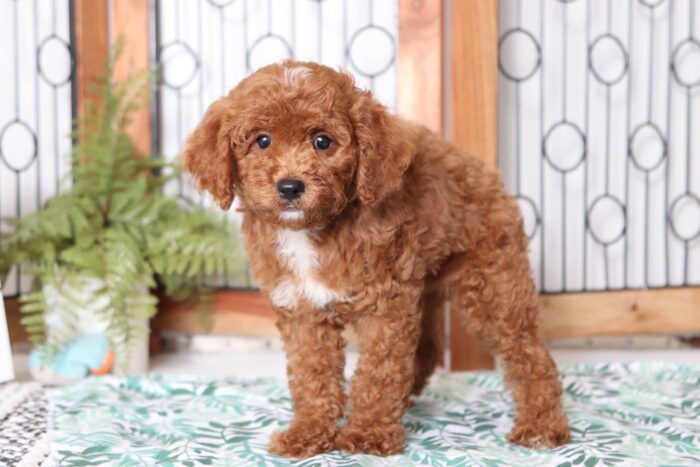 baxter4-4-scaled-1.jpg