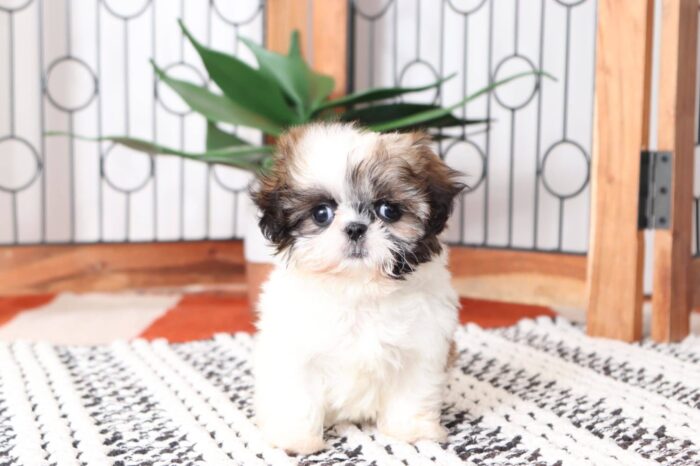 Baylee- Tiniest ACA Female Imperial Shih Tzu Puppy