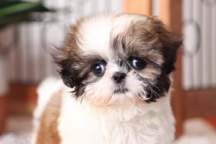 Baylee- Tiniest ACA Female Imperial Shih Tzu Puppy - Image 2