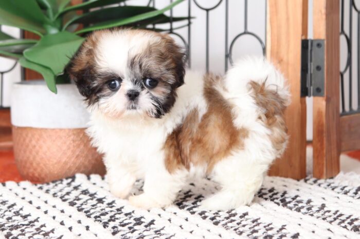 Baylee- Tiniest ACA Female Imperial Shih Tzu Puppy - Image 3
