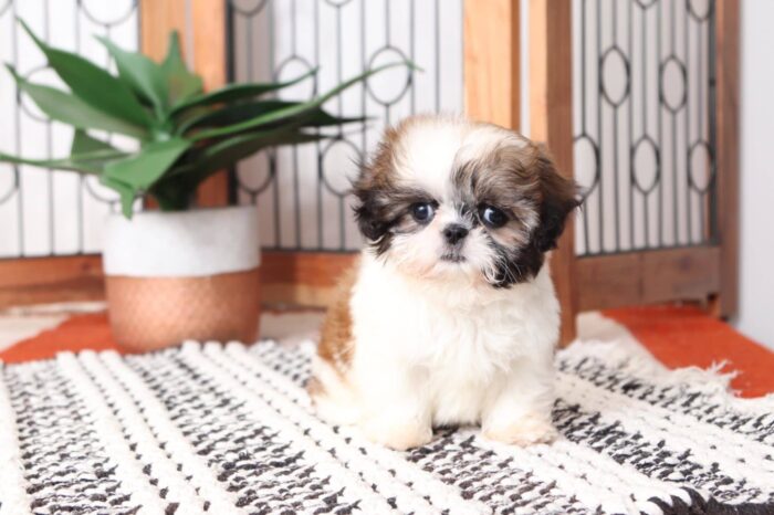 Baylee- Tiniest ACA Female Imperial Shih Tzu Puppy - Image 4