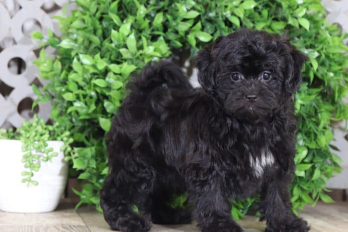 Bean - Sweetest Shih Poo Puppy