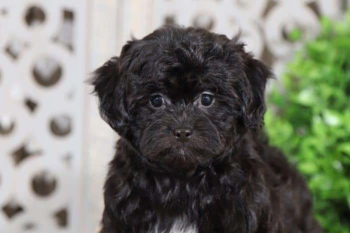 Bean - Sweetest Shih Poo Puppy - Image 3