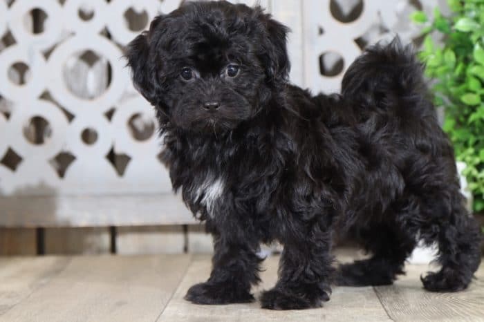 Bean - Sweetest Shih Poo Puppy - Image 4