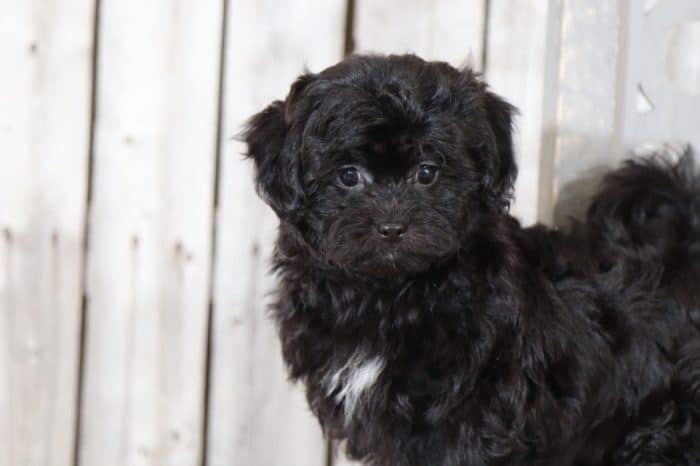 Bean - Sweetest Shih Poo Puppy - Image 5