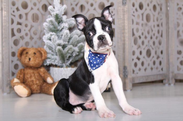 Beasty - Super Cool ACA Boston Terrier Puppy