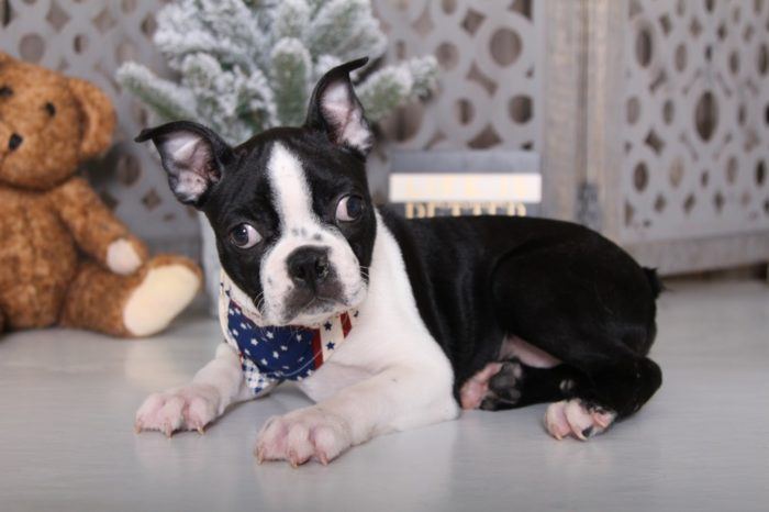 Beasty - Super Cool ACA Boston Terrier Puppy - Image 3