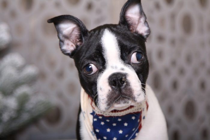 Beasty - Super Cool ACA Boston Terrier Puppy - Image 2
