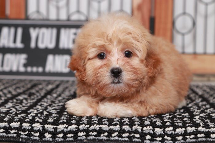 Bella - Precious Little Female Shih-Poo Puppy
