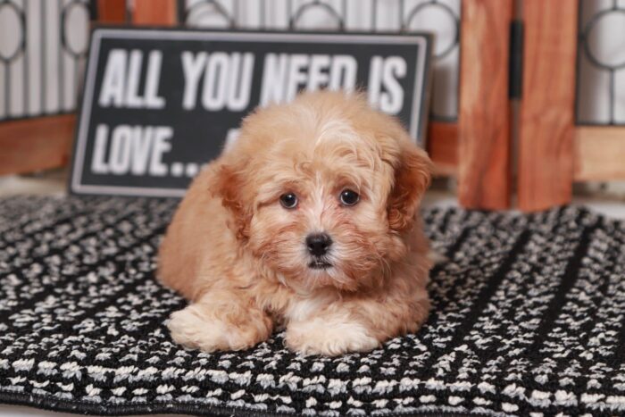 Bella - Precious Little Female Shih-Poo Puppy - Image 2