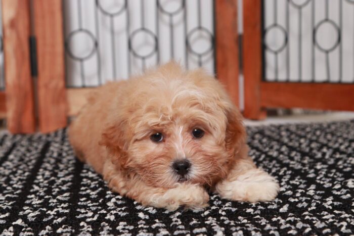 Bella - Precious Little Female Shih-Poo Puppy - Image 4