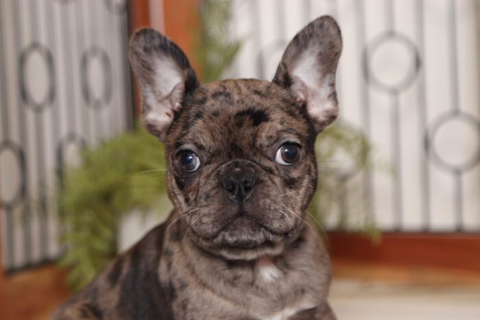 bella2-1-1-scaled-1.jpg