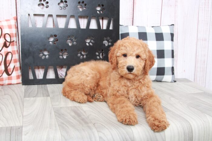 Belle - Pretty Female Red Mini AussiePoo Puppy