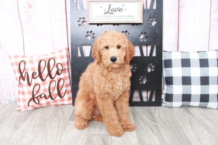 Belle - Pretty Female Red Mini AussiePoo Puppy - Image 2