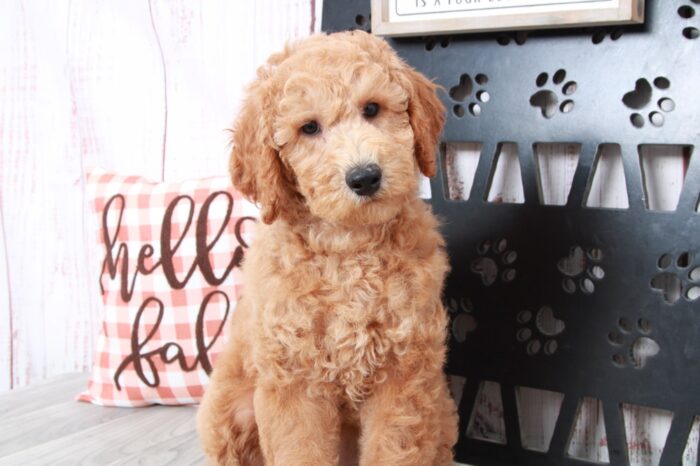 Belle - Pretty Female Red Mini AussiePoo Puppy - Image 5