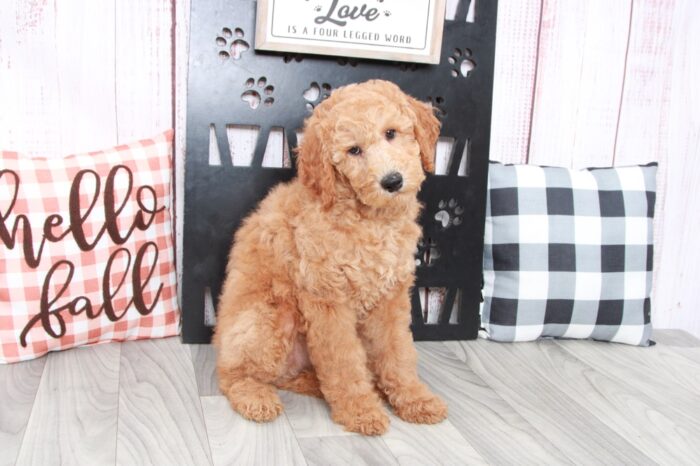 Belle - Pretty Female Red Mini AussiePoo Puppy - Image 4