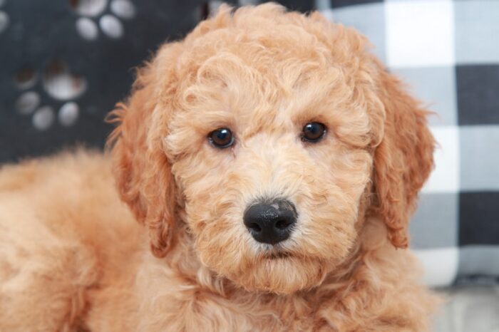 Belle - Pretty Female Red Mini AussiePoo Puppy - Image 3