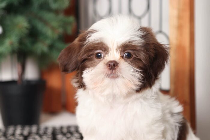 Belle- Sweet Little ACA Female Shih Tzu Puppy - Image 2