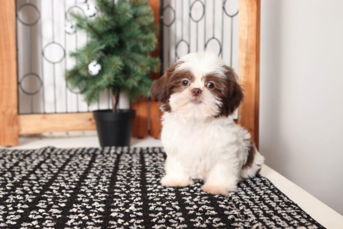 Belle- Sweet Little ACA Female Shih Tzu Puppy - Image 3