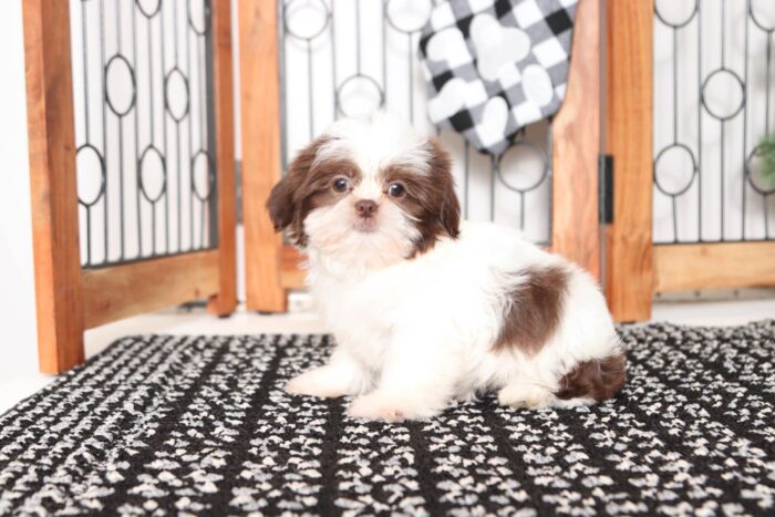Belle- Sweet Little ACA Female Shih Tzu Puppy - Image 4