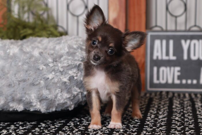 Ben- Precious Male TEACUP ACA Blue Long-Haired Chihuahua Puppy