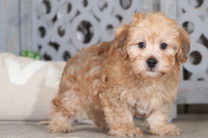 Benji - Perfect Yorkie Poo Puppy