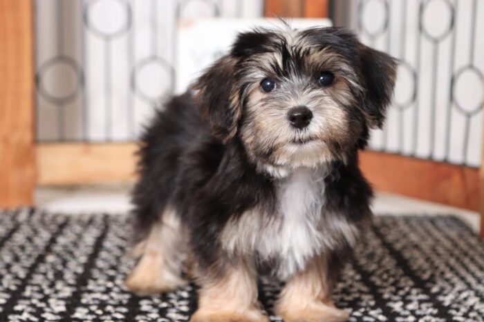 Benji  - Adorable Little Male Morkie