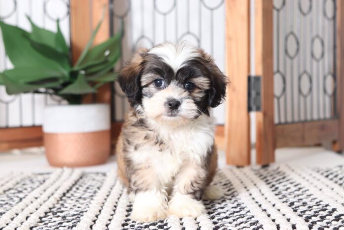 Benji - Loving Little Male Teddy Bear Puppy