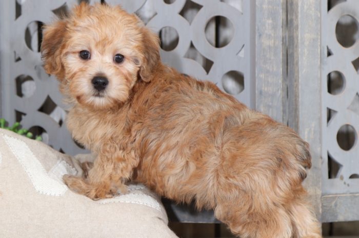 Benji - Perfect Yorkie Poo Puppy - Image 2