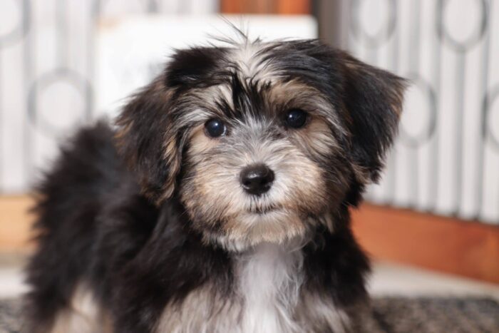 Benji  - Adorable Little Male Morkie - Image 2