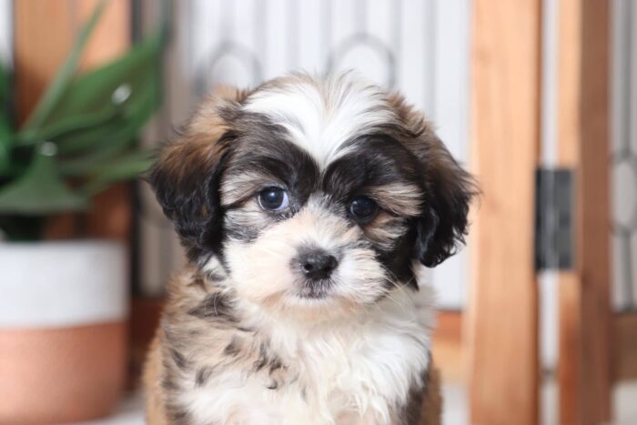 Benji - Loving Little Male Teddy Bear Puppy - Image 2