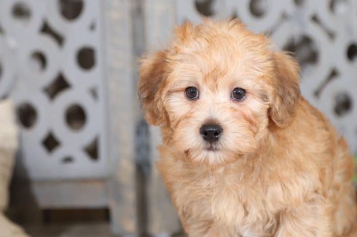 Benji - Perfect Yorkie Poo Puppy - Image 3