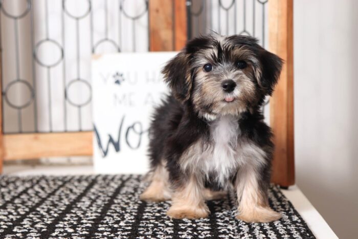 Benji  - Adorable Little Male Morkie - Image 3