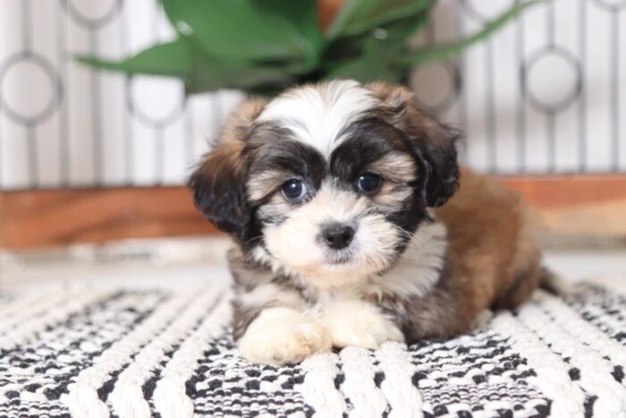 Benji - Loving Little Male Teddy Bear Puppy - Image 3