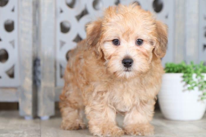 Benji - Perfect Yorkie Poo Puppy - Image 4