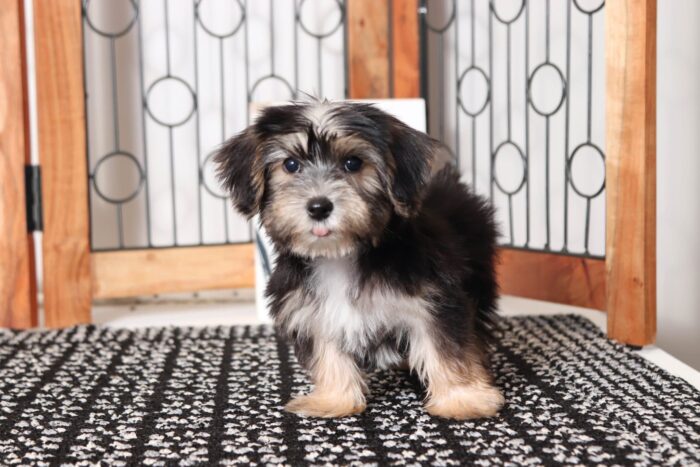 Benji  - Adorable Little Male Morkie - Image 4