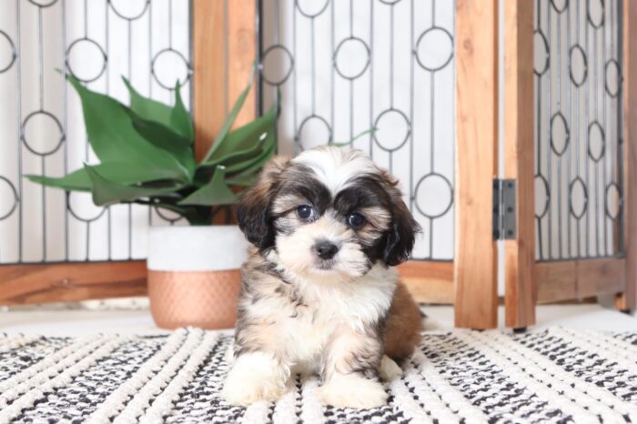 Benji - Loving Little Male Teddy Bear Puppy - Image 4