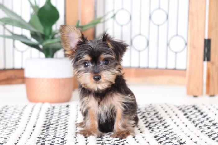 benny1-1-1.jpg