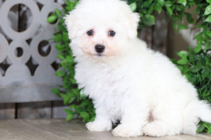 Bentley Sweet, AKC, Bichon Frise Puppies Online